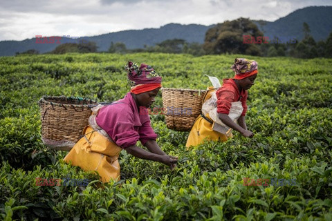 Zbiory herbaty w Rwandzie