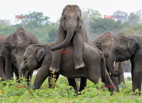 Zabawy młodych słoni