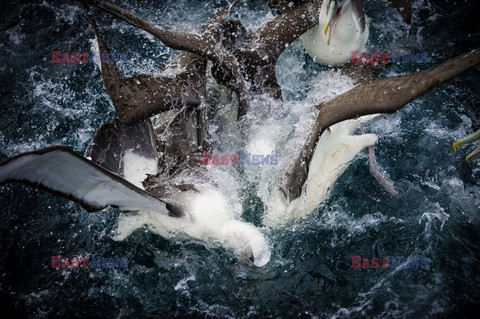Albatrosy walczą o ryby