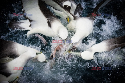 Albatrosy walczą o ryby