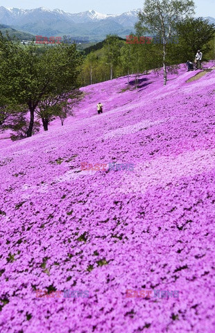 Floks szydlasty kwitnie na Hokkaido