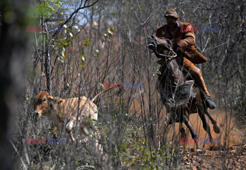 Brazylijscy kowboje vaqueiro w pogoni za bykiem