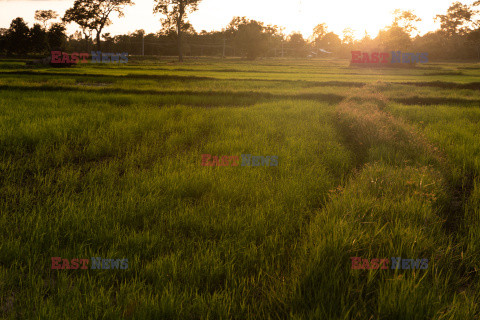 Uprawy ryżu w Tajlandii
