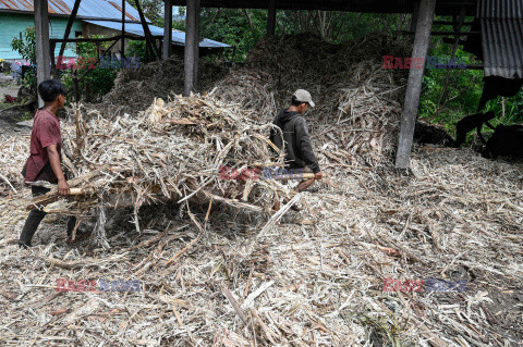Produkcja brązowego cukru w Indonezji