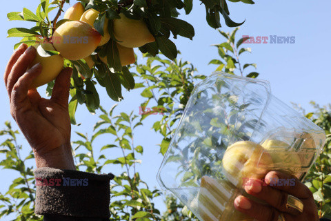 Genetycznie modyfikowane owoce w Izraelu