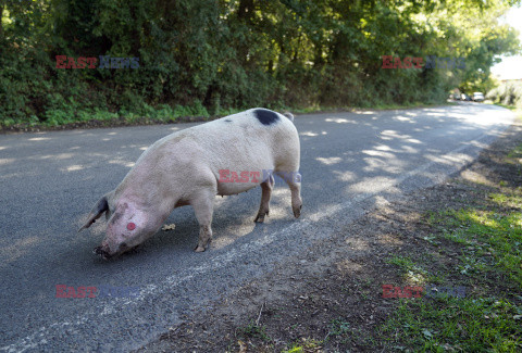 Domowe świnie podczas Pannage w Ibsley
