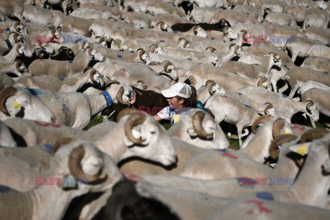 Pasterki z Pirenejów - AFP