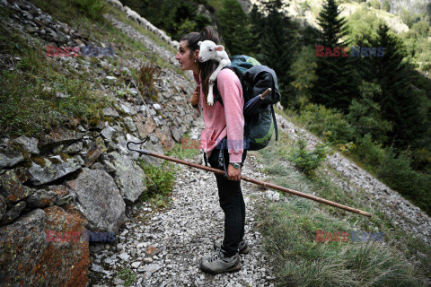 Pasterki z Pirenejów - AFP