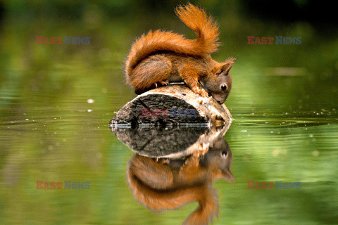 Wiewiórka przegląda się w tafli wody