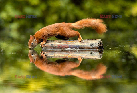 Wiewiórka przegląda się w tafli wody