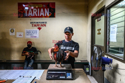 Walki kogutów na Filipinach - AFP