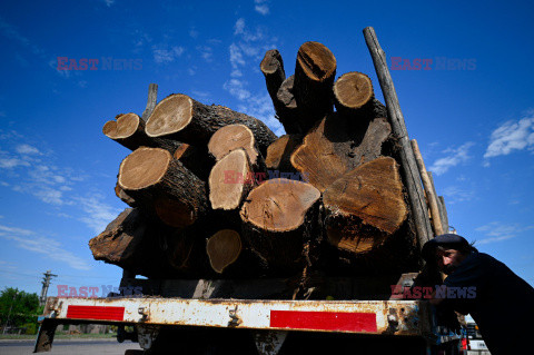 Wylesianie Ameryki Południowej - AFP