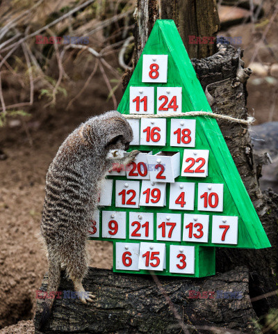 Kalendarze adwentowe dla mieszkańców zoo