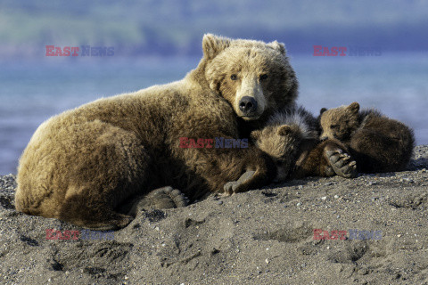 Niedźwiedzica z młodymi
