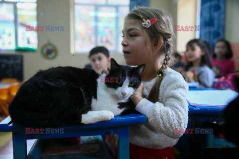 30 kotów w tureckiej szkole