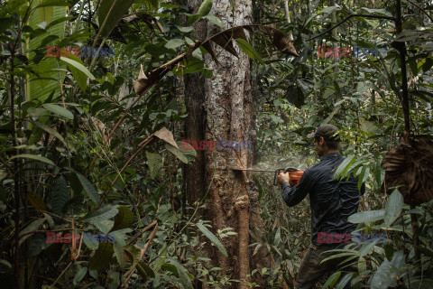 Zagrożone lasy amazońskie - Redux