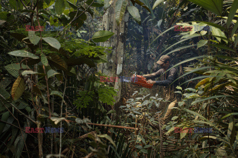 Zagrożone lasy amazońskie - Redux
