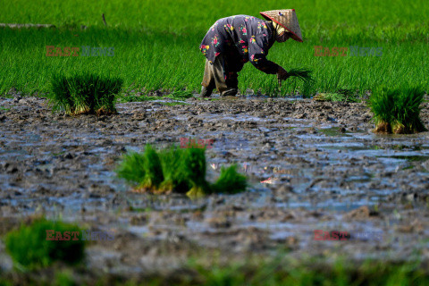 Sadzenie ryżu w Indonezji