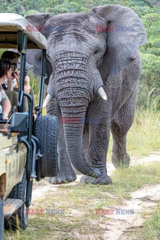 Słoń goni jeepa z turystami