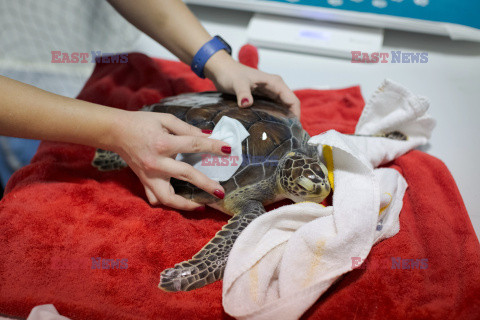 Ośrodek rehabilitacji żółwi morskich w Nowym Jorku - NYT
