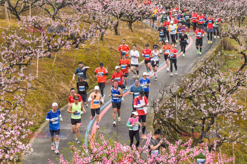 Maraton Fenghua wśród kwiatów brzoskwiń