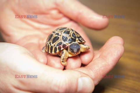90-letni żółw z zoo w Houston został tatą