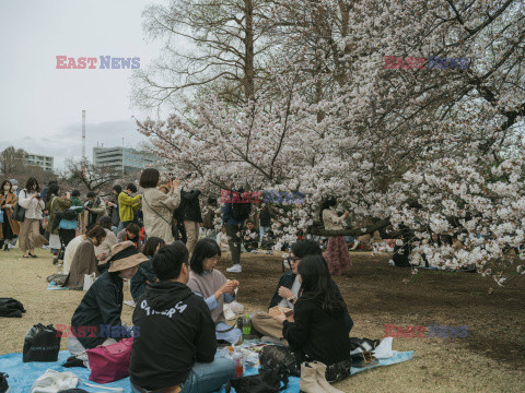 Piknik wśród kwitnących wiśni w Tokio