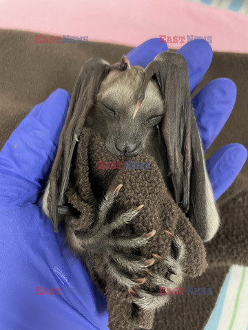 Ratowanie nowo narodzonego nietoperza