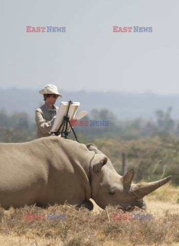 Artysta maluje dwa ostatnie nosorożce białe północne