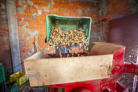 Zbiór orzeszków arachidowych w Tunezji
