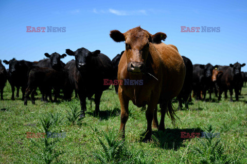 Rolnictwo w Argentynie - AFP