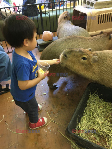 Kawiarnia z kapibarą w Jokohamie w Japonii