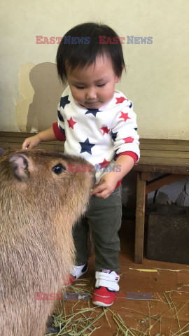 Kawiarnia z kapibarą w Jokohamie w Japonii