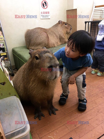 Kawiarnia z kapibarą w Jokohamie w Japonii