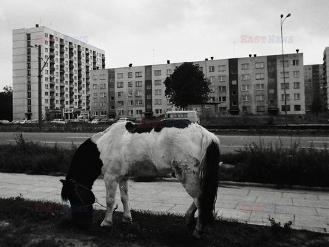 Reporter Poland 2009