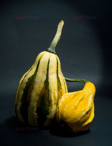 Fotonova 2006