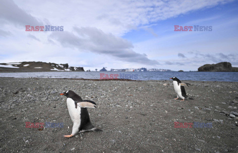 Pingwiny na Antarktydzie