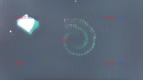 Wieloryby tworzą spiralę, żeby złowić pożywienie