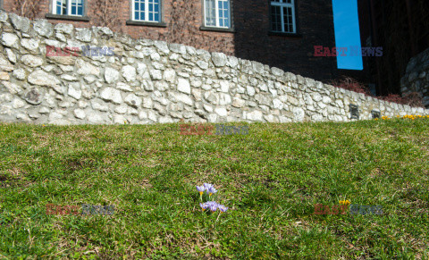 Wiosna na Wzgórzu Wawelskim