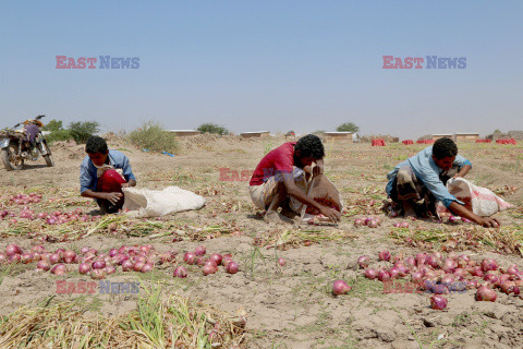 Zbiory czerwonej cebuli w Jemenie