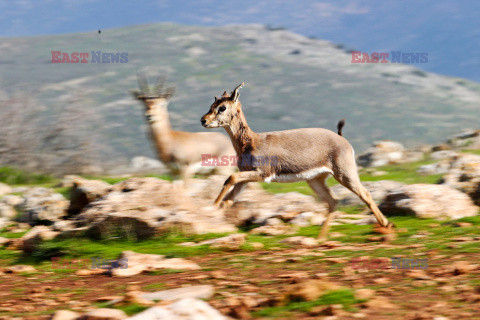 Ochrona gazeli górskich w Turcji