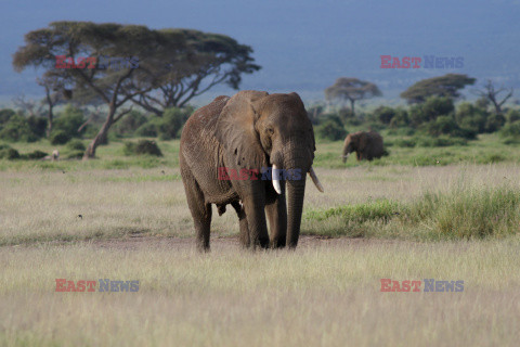 Kenia, Park Narodowy Amboseli