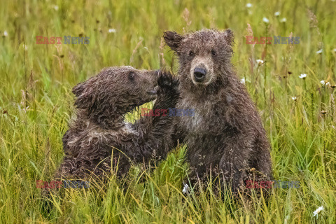 Niedźwiedzie z matką