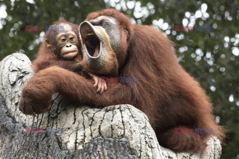 Adoptowany orangutan