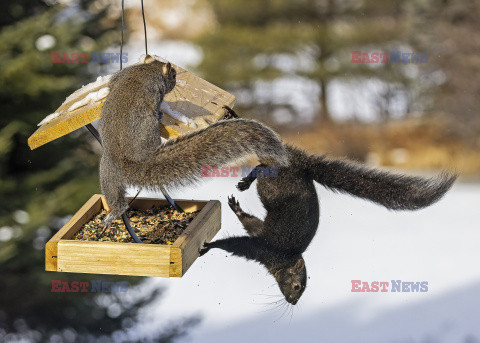 Wiewiórki kradną jedzenie dla ptaków