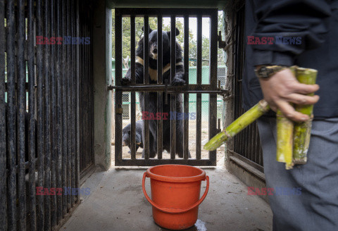 Karmienie zwierząt w nepalskim zoo