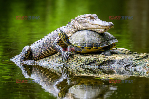 Aligator wypoczywa na żółwiu