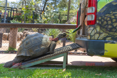 Gigantyczny żółw z Galapagos na badaniach