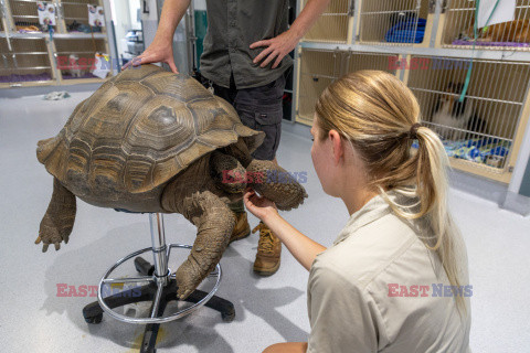 Gigantyczny żółw z Galapagos na badaniach