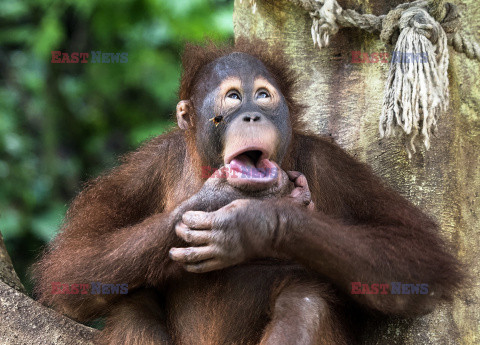 Orangutan przestraszył się pszczoły